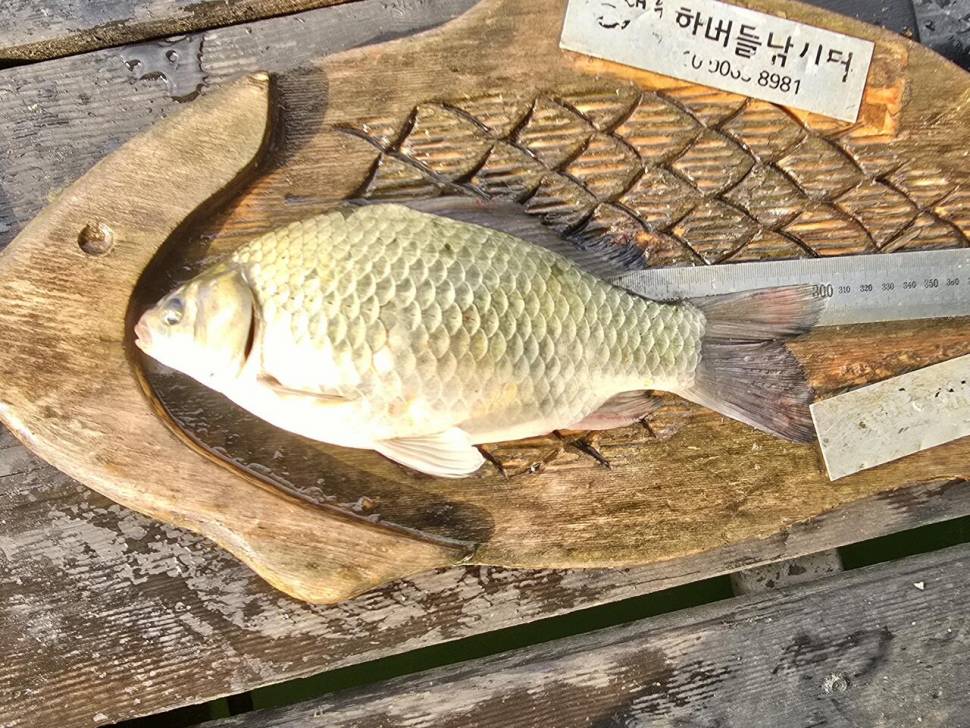 청풍 한버들 조황입니다 (조황조행기 - 충주호조황속보)