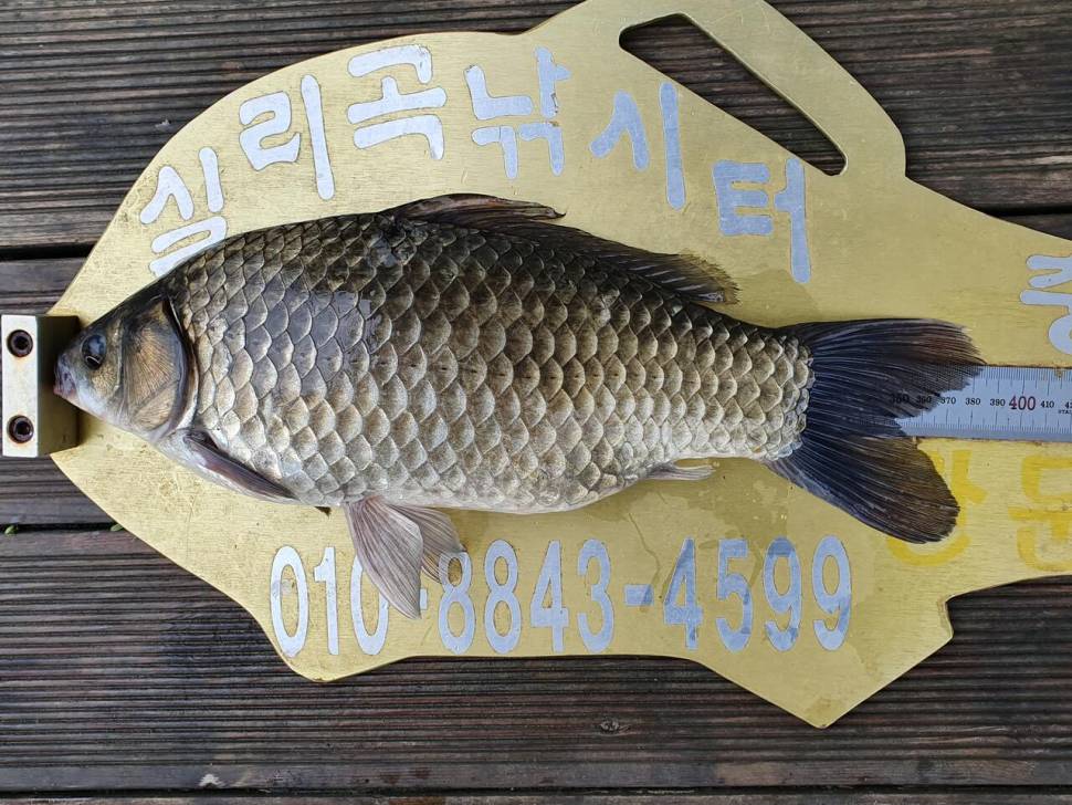 실리곡낚시터 42cm허리급 9수 조황입니다 (조황조행기 - 충주호조황속보)