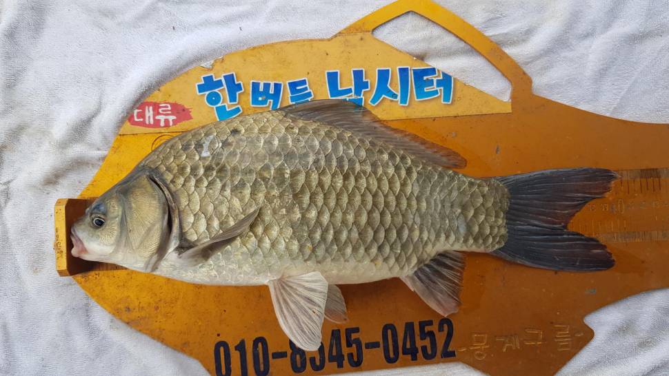 한버들 47cm 대물이 나왔습니다 (조황조행기 - 충주호조황속보)