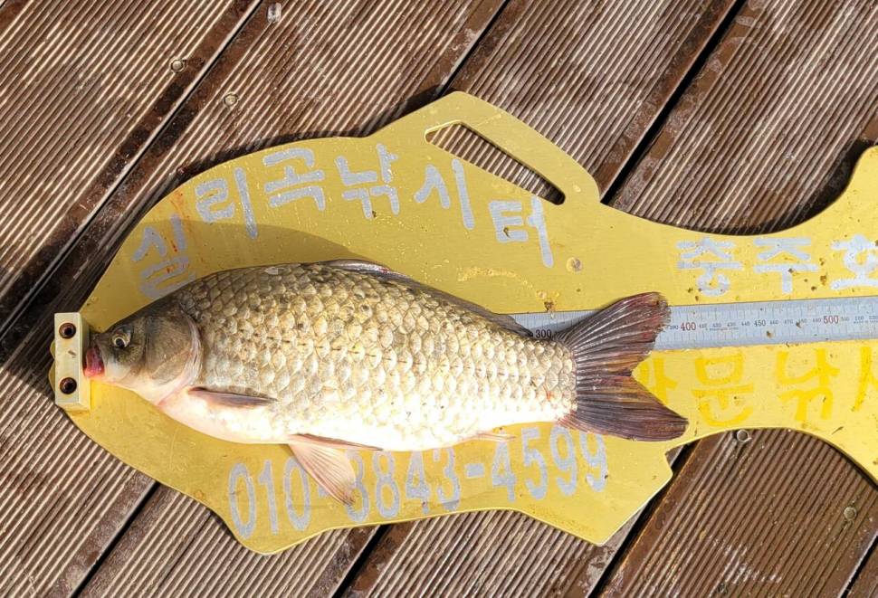 청풍 실리곡낚시터 4짜 조황입니다 (조황조행기 - 충주호조황속보)