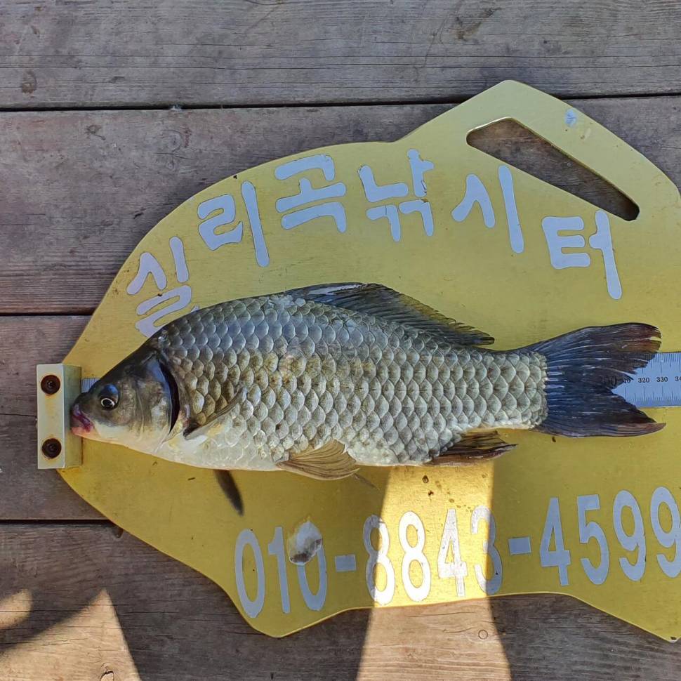 실리곡낚시터 허리급 조황입니다 (조황조행기 - 충주호조황속보)