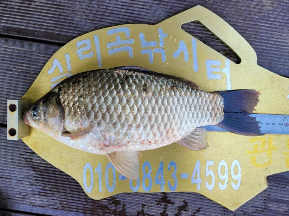 실리곡낚시터 허리급외 월척마릿수입니다 (조황조행기 - 충주호조황속보)