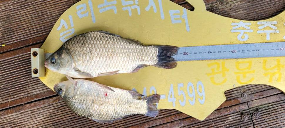 실리곡낚시터 4짜외 허리급 조황입니다 (조황조행기 - 충주호조황속보)