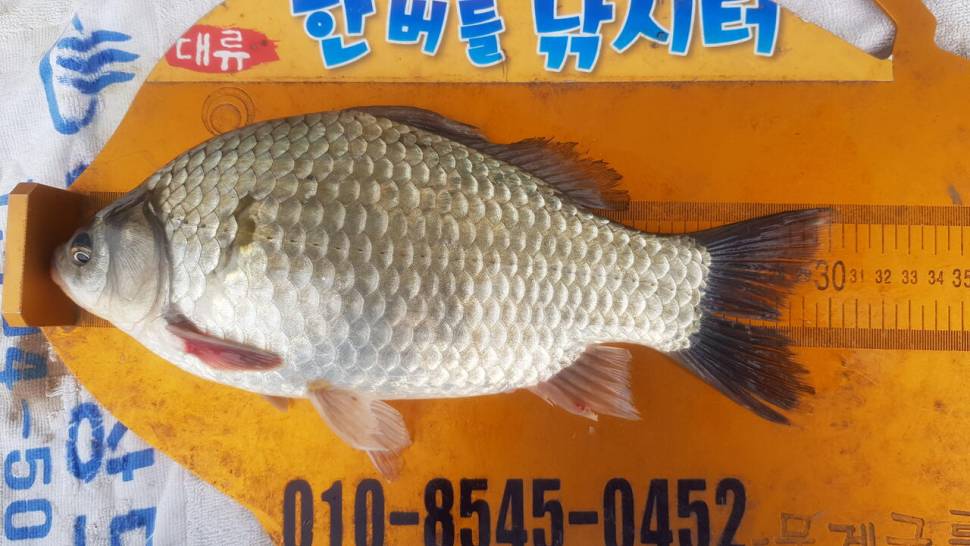 한버들 조황입니다 (조황조행기 - 충주호조황속보)