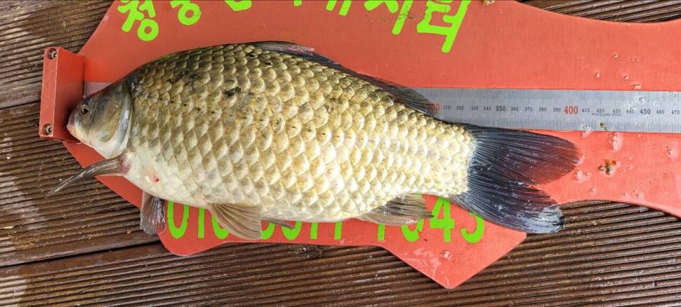 청풍신리낚시터 44cm4짜외 허리급입니다 (조황조행기 - 충주호조황속보)