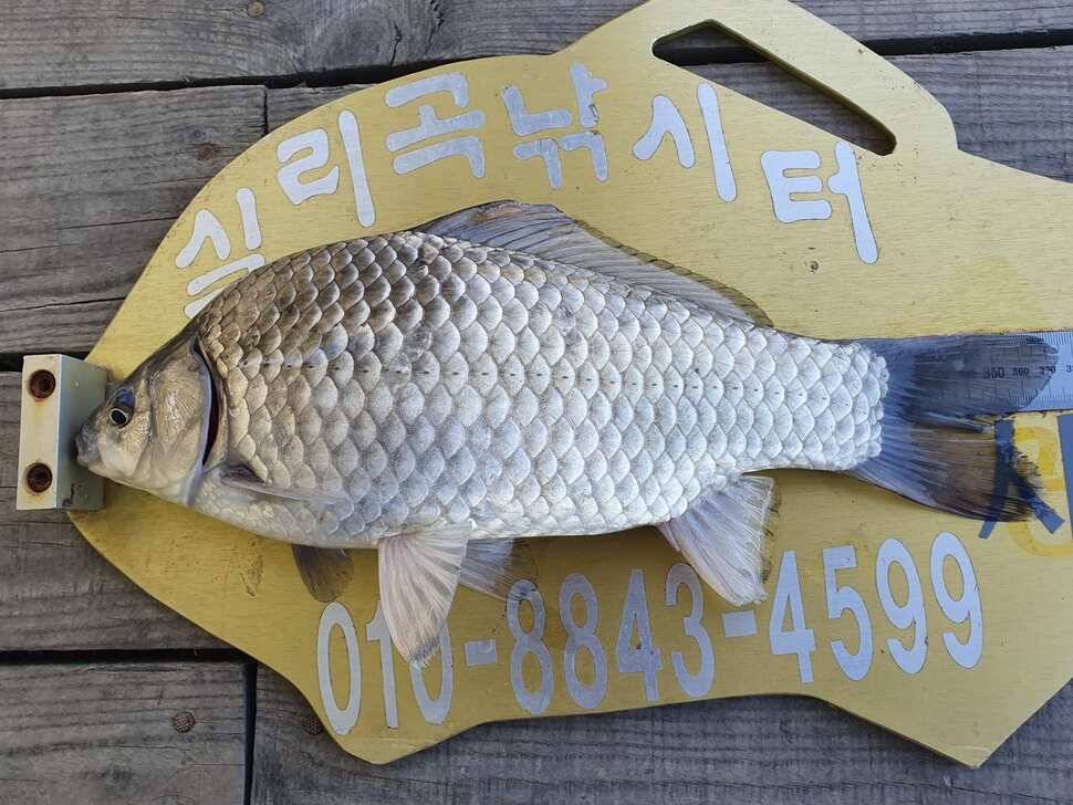 실리곡낚시터 쌍둥이 허리급조황입니다 (조황조행기 - 충주호조황속보)