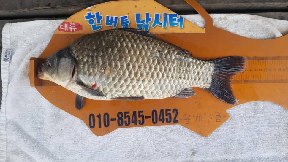 한버들 4짜 포함 허릿급 조황입니다 (조황조행기 - 충주호조황속보)
