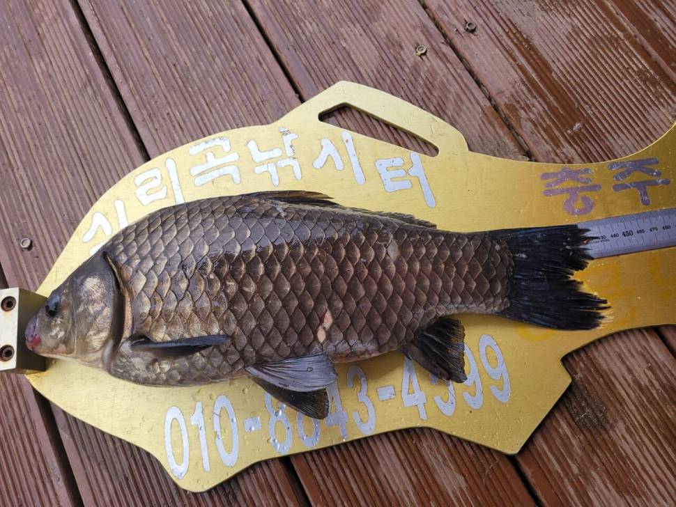 청풍 실리곡낚시터 43cm 대물입니다 (조황조행기 - 충주호조황속보)