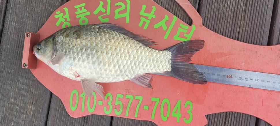 청풍신리낚시터 4짜외 허리급입니다 (조황조행기 - 충주호조황속보)