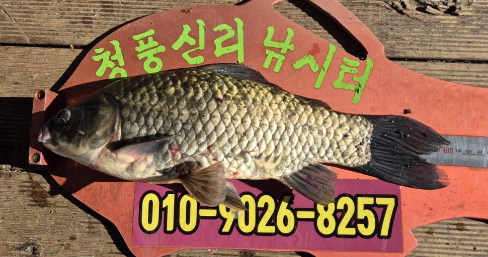 청풍신리낚시터 주말조황입니다 (조황조행기 - 충주호조황속보)