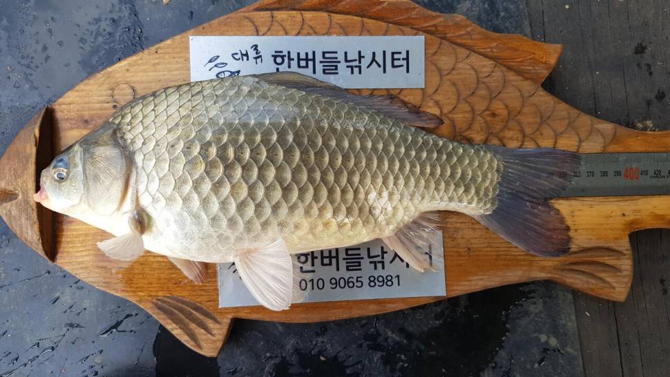 한버들 4짜 포함 허릿급 조황입니다 (조황조행기 - 충주호조황속보)