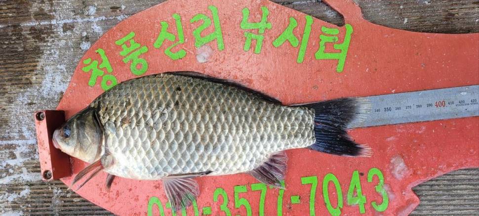 청풍신리낚시터 41cm외 허리급입니다 (조황조행기 - 충주호조황속보)