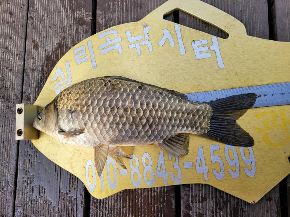 청풍 실리곡낚시터 4짜외 허리급 조황입니다 (조황조행기 - 충주호조황속보)