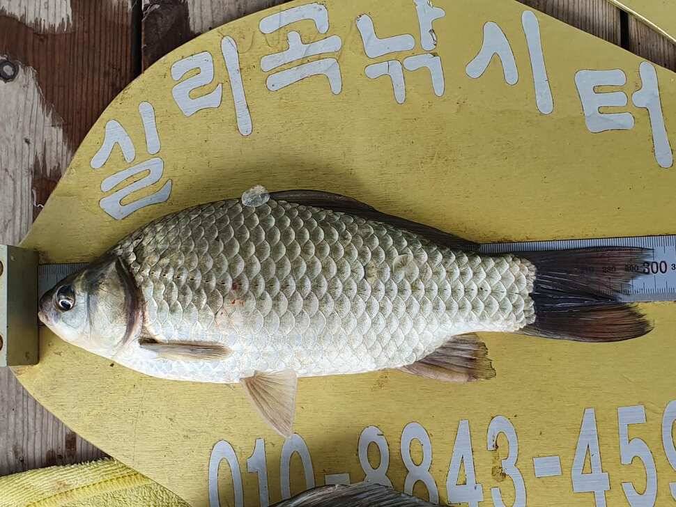 실리곡낚시터 조황입니다 (조황조행기 - 충주호조황속보)