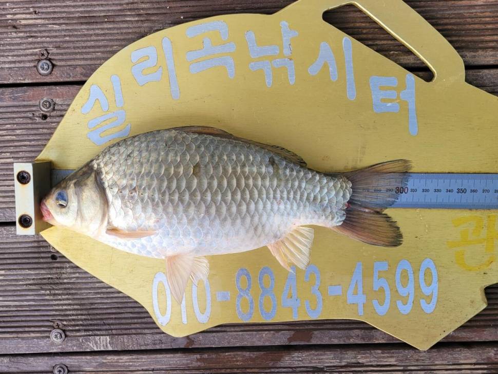 실리곡낚시터 허리급외 월척마릿수입니다 (조황조행기 - 충주호조황속보)