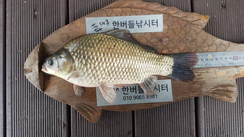 허릿급및 준월척 마릿 수 조황입니다 (조황조행기 - 충주호조황속보)