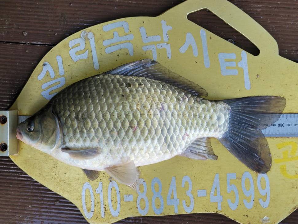 실리곡낚시터 42cm외 4짜3수 조황입니다 (조황조행기 - 충주호조황속보)