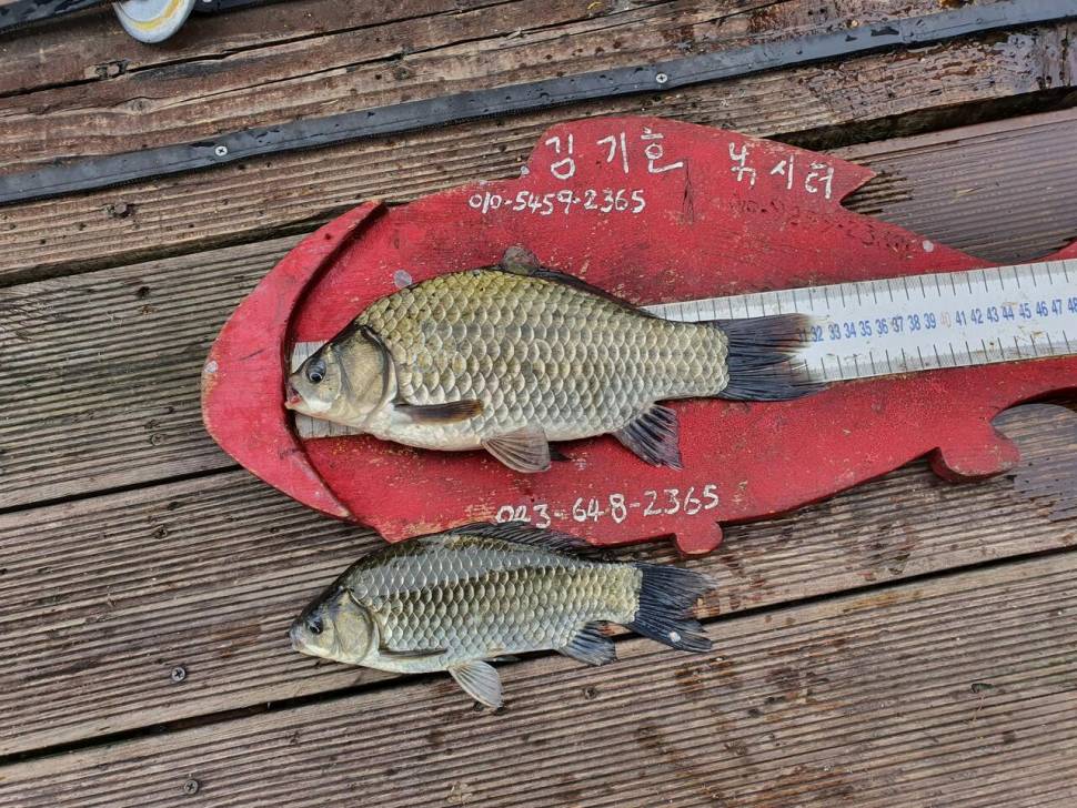 용곡 김기호 낚시터 허리급 조황입니다 (조황조행기 - 충주호조황속보)