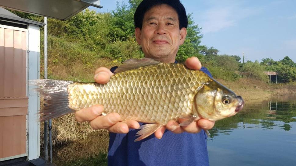 제천 김기호 낚시터 조황 소식이에요 (조황조행기 - 충주호조황속보)