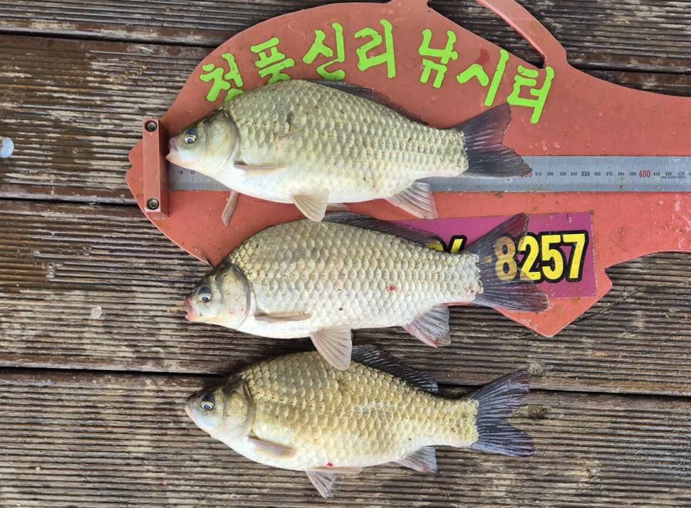 청풍신리낚시터 주말조황입니다 (조황조행기 - 충주호조황속보)