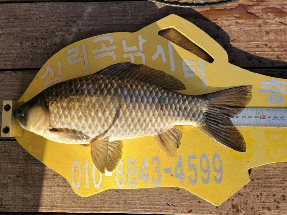 실리곡낚시터 허리급 조황입니다 (조황조행기 - 충주호조황속보)