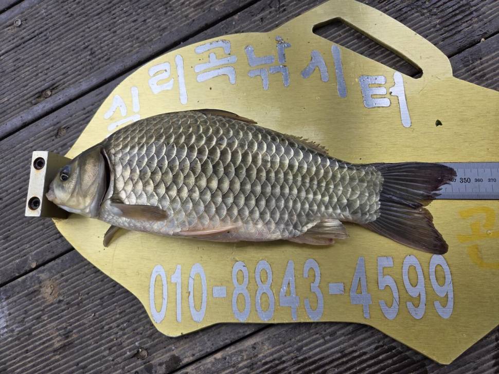 청풍 실리곡낚시터 조황입니다 (조황조행기 - 충주호조황속보)