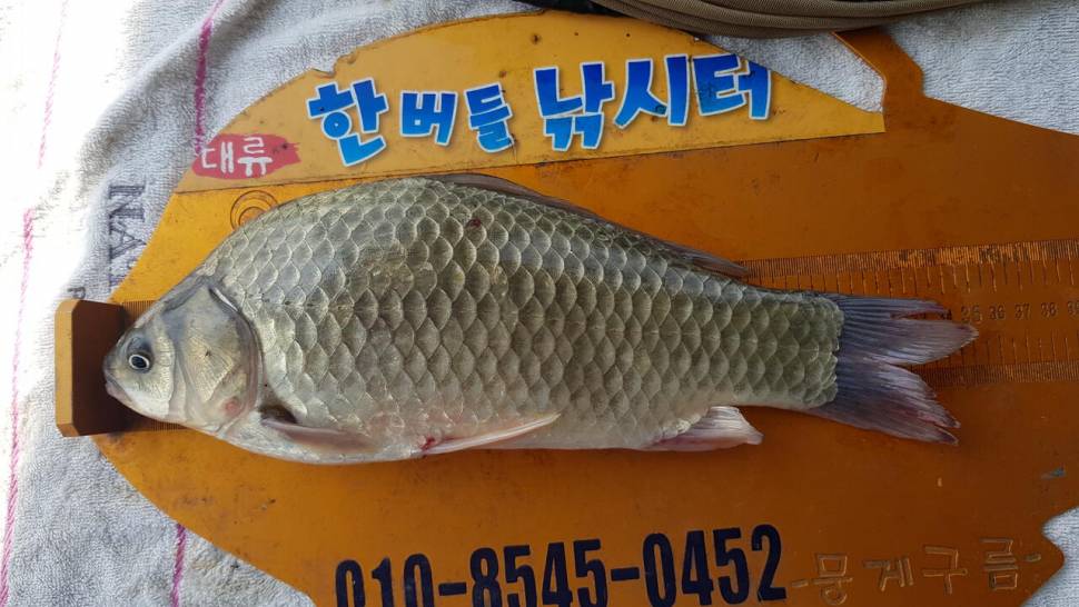 한버들 조황입니다 (조황조행기 - 충주호조황속보)