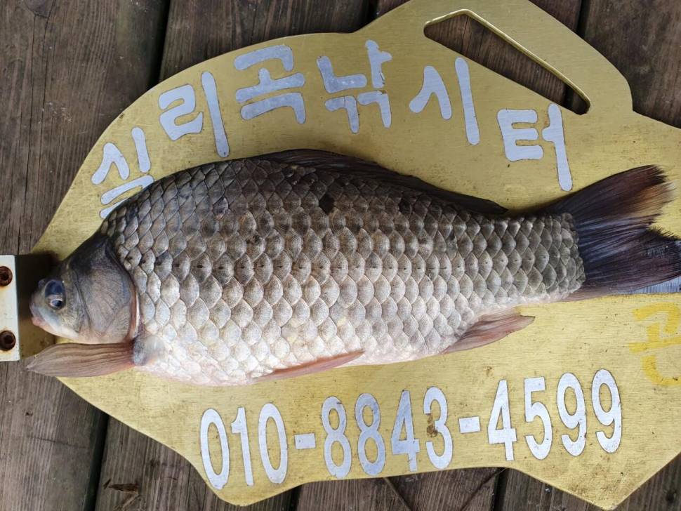 실리곡낚시터 조황정보입니다 (조황조행기 - 충주호조황속보)