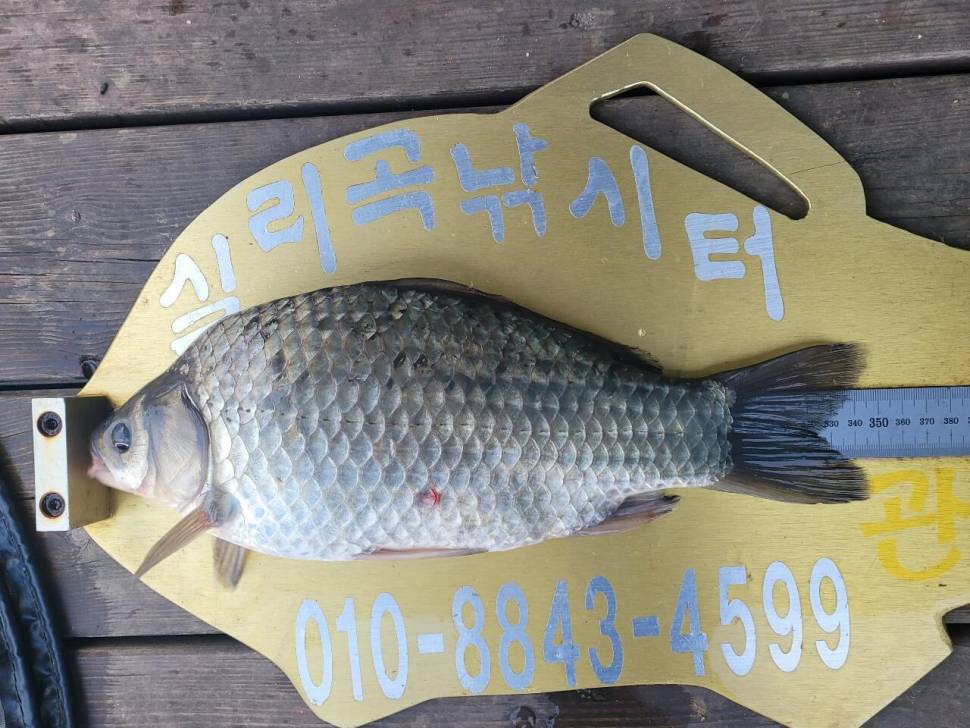 실리곡낚시터 허리급 조황입니다 (조황조행기 - 충주호조황속보)