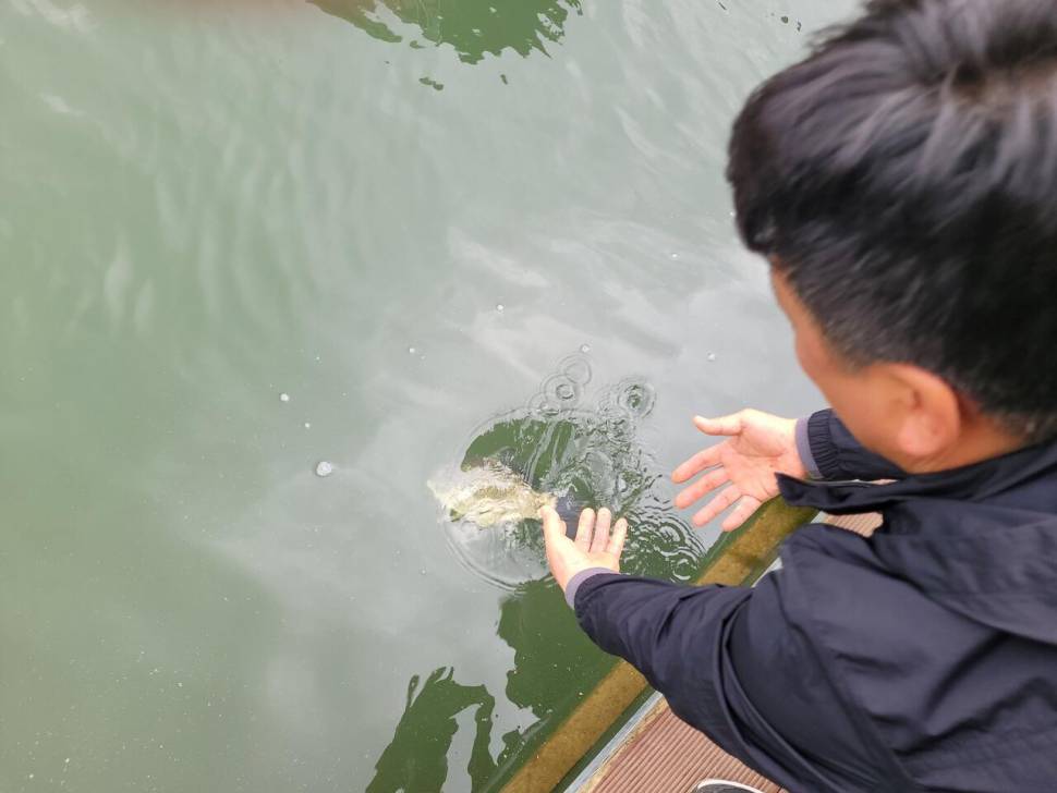 청풍 실리곡낚시터 43cm 대물입니다 (조황조행기 - 충주호조황속보)