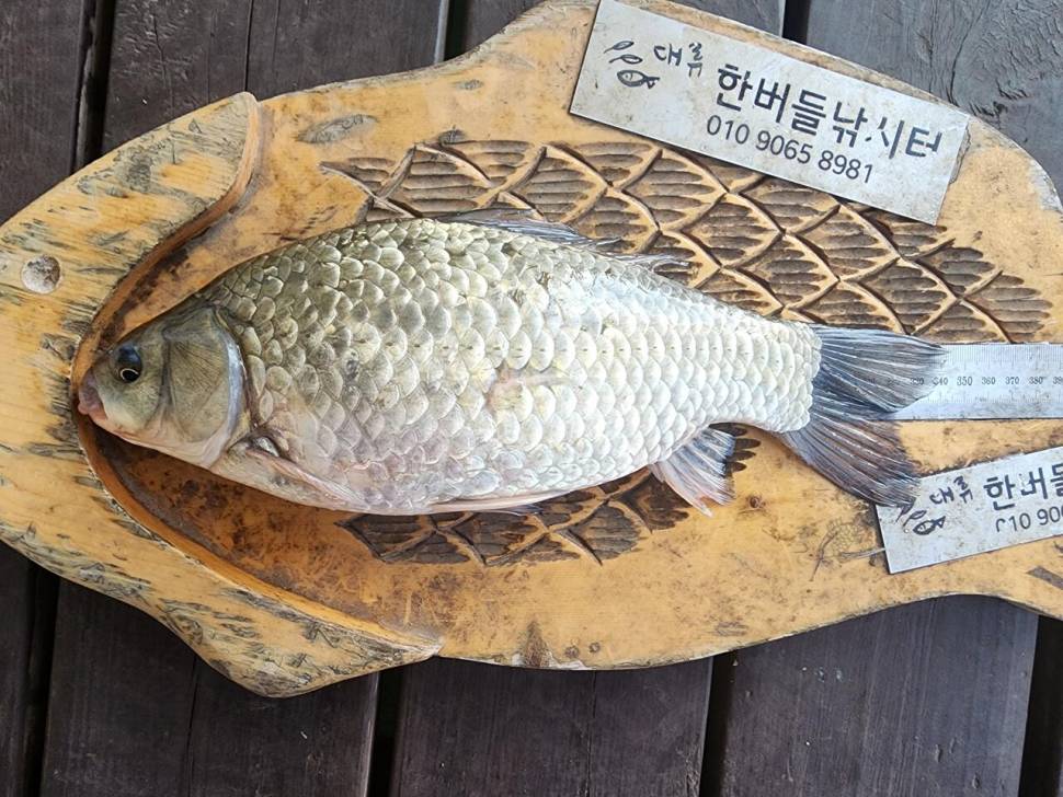 청풍 한버들 허릿급 조황입니다 (조황조행기 - 충주호조황속보)
