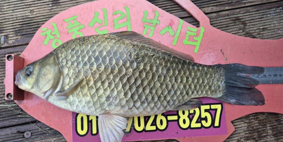 청풍신리낚시터 조황입니다 (조황조행기 - 충주호조황속보)