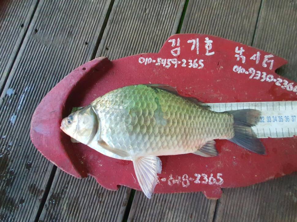 용곡 김기호 낚시터 조황정보 입니다 (조황조행기 - 충주호조황속보)