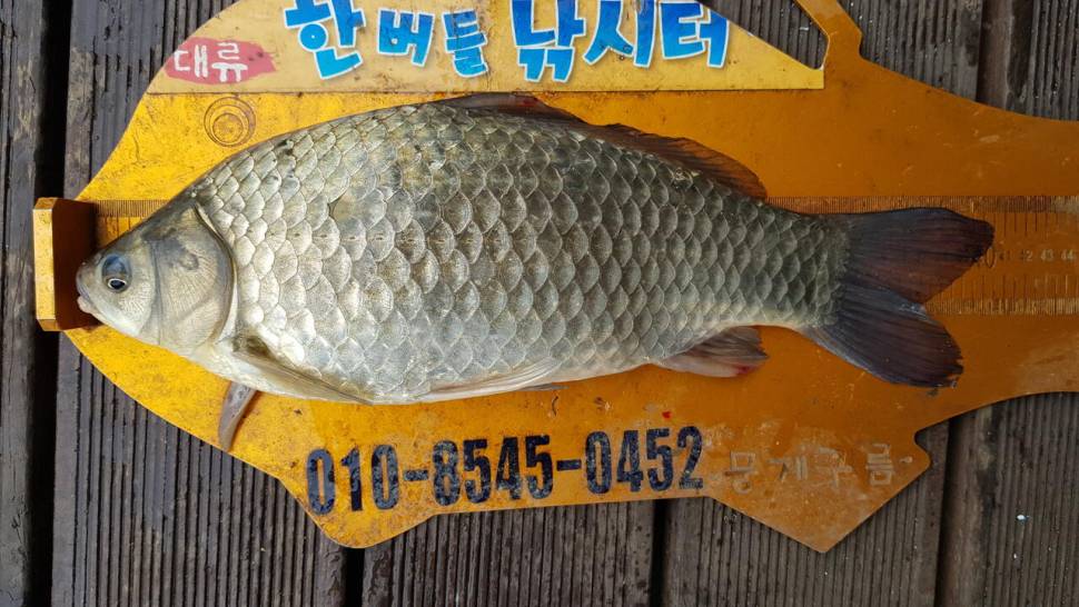 청풍 한버들 낚시터 4짜포함 허릿급 조황입니다 (조황조행기 - 충주호조황속보)