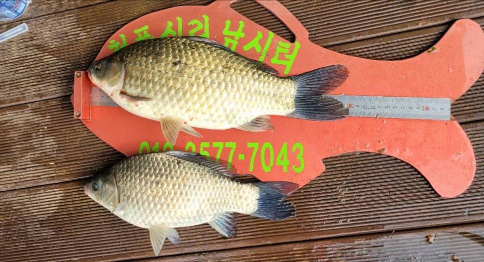 청풍신리낚시터 44cm4짜외 허리급입니다 (조황조행기 - 충주호조황속보)