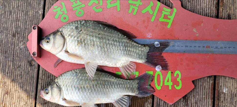 청풍신리낚시터 조황정보입니다 (조황조행기 - 충주호조황속보)