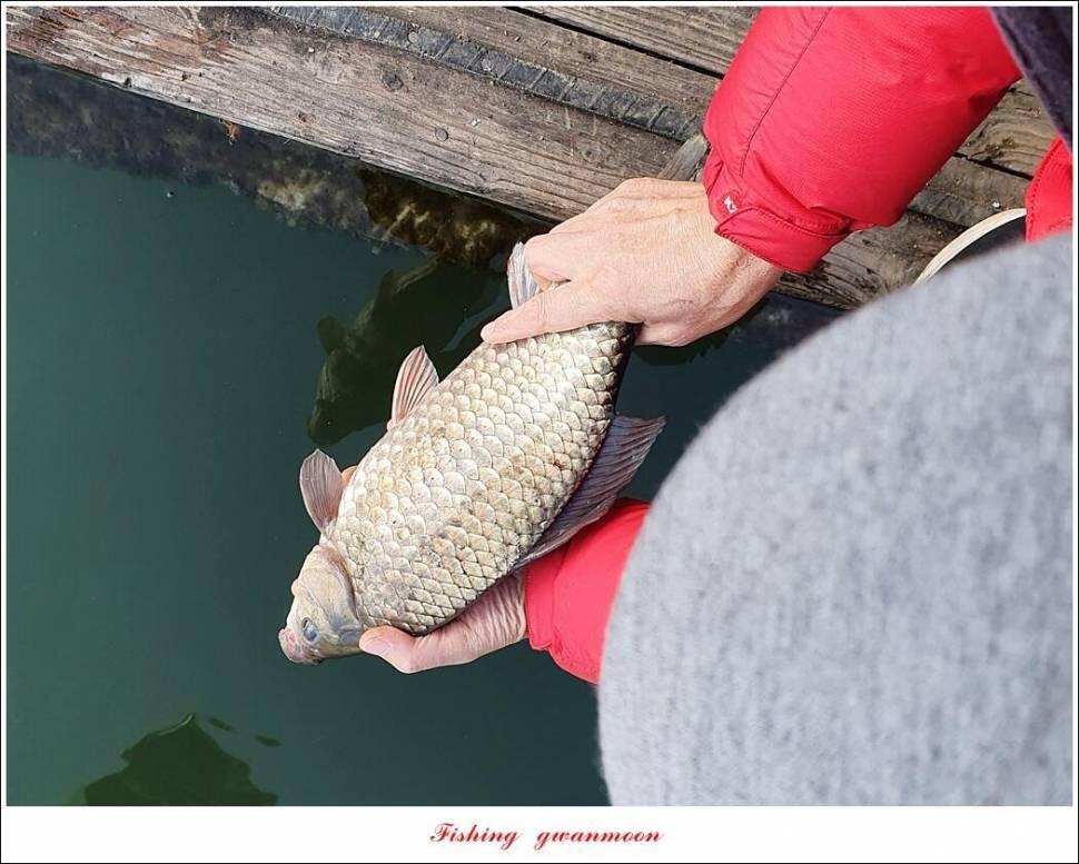 실리곡낚시터 44cm 대물 조황입니다 (조황조행기 - 충주호조황속보)