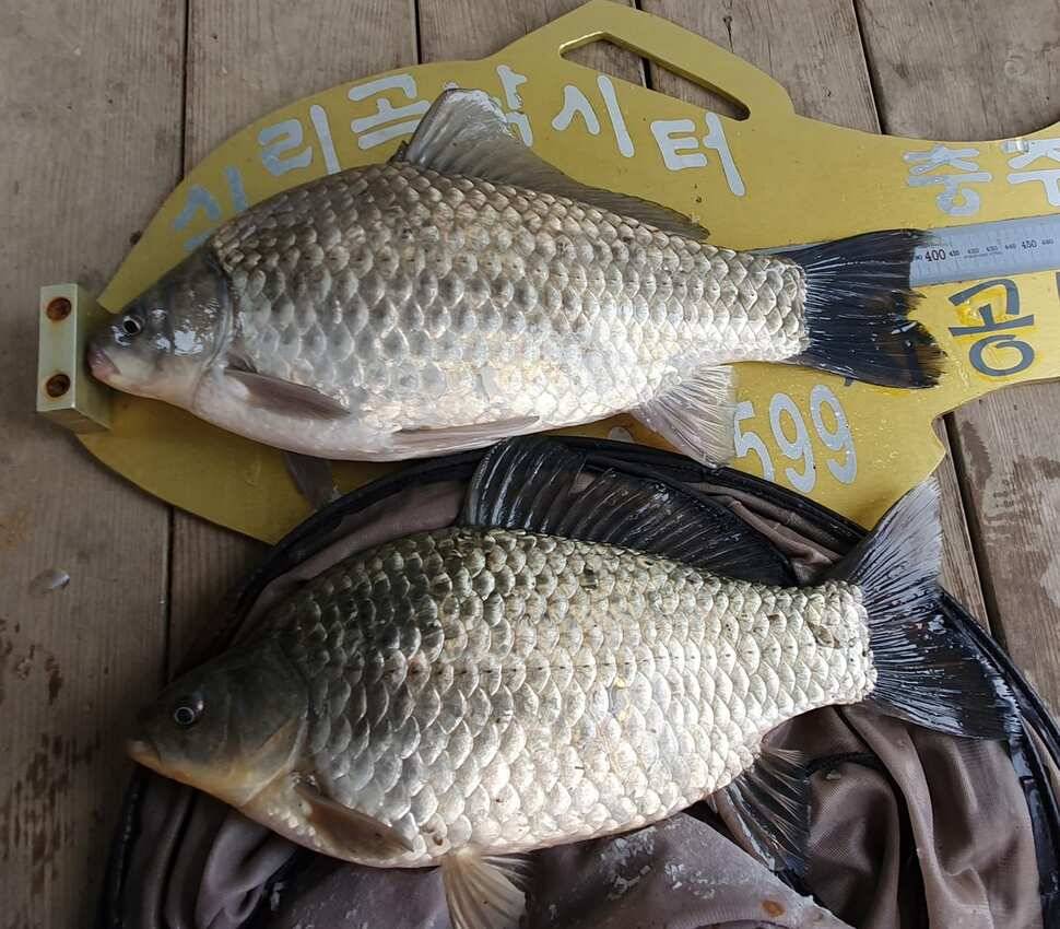 실리곡낚시터 41cm37cm입니다 (조황조행기 - 충주호조황속보)