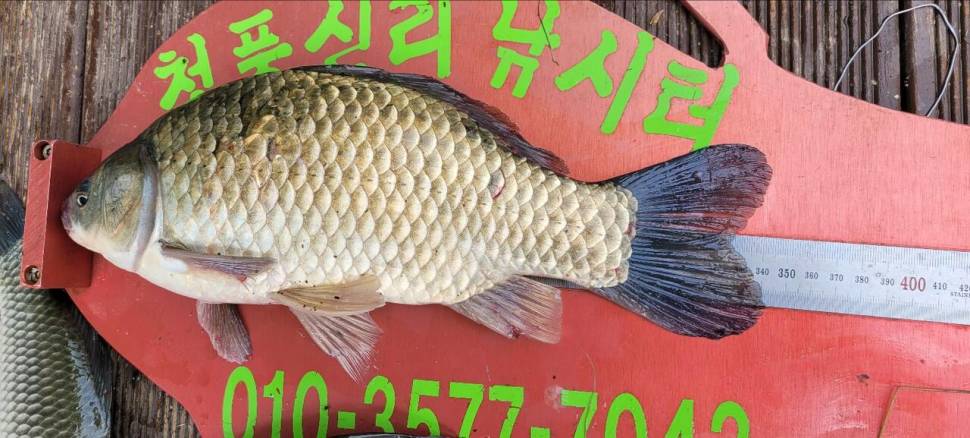 청풍신리낚시터 허리급 조황입니다 (조황조행기 - 충주호조황속보)