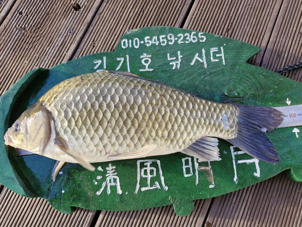 용곡 김기호 낚시터 조황정보 입니다 (조황조행기 - 충주호조황속보)