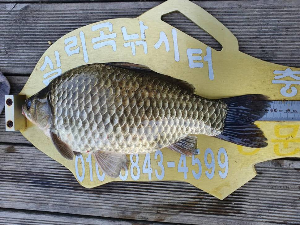 실리곡낚시터 4짜 3수허리급 2수 조황입니다 (조황조행기 - 충주호조황속보)
