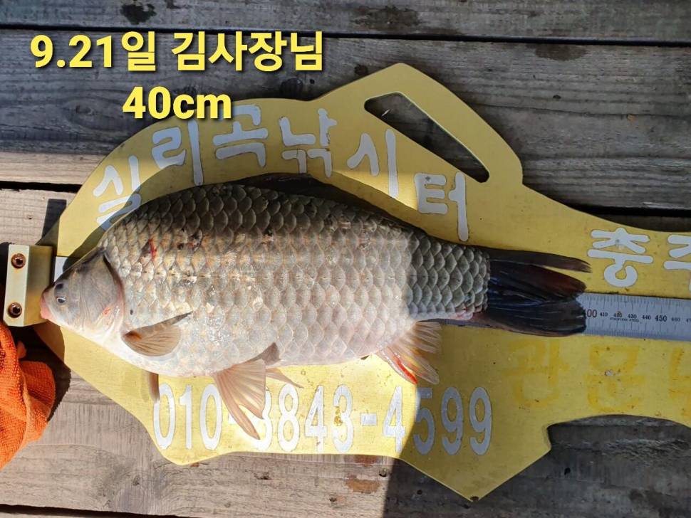 실리곡낚시터 44cm 대물 조황입니다 (조황조행기 - 충주호조황속보)