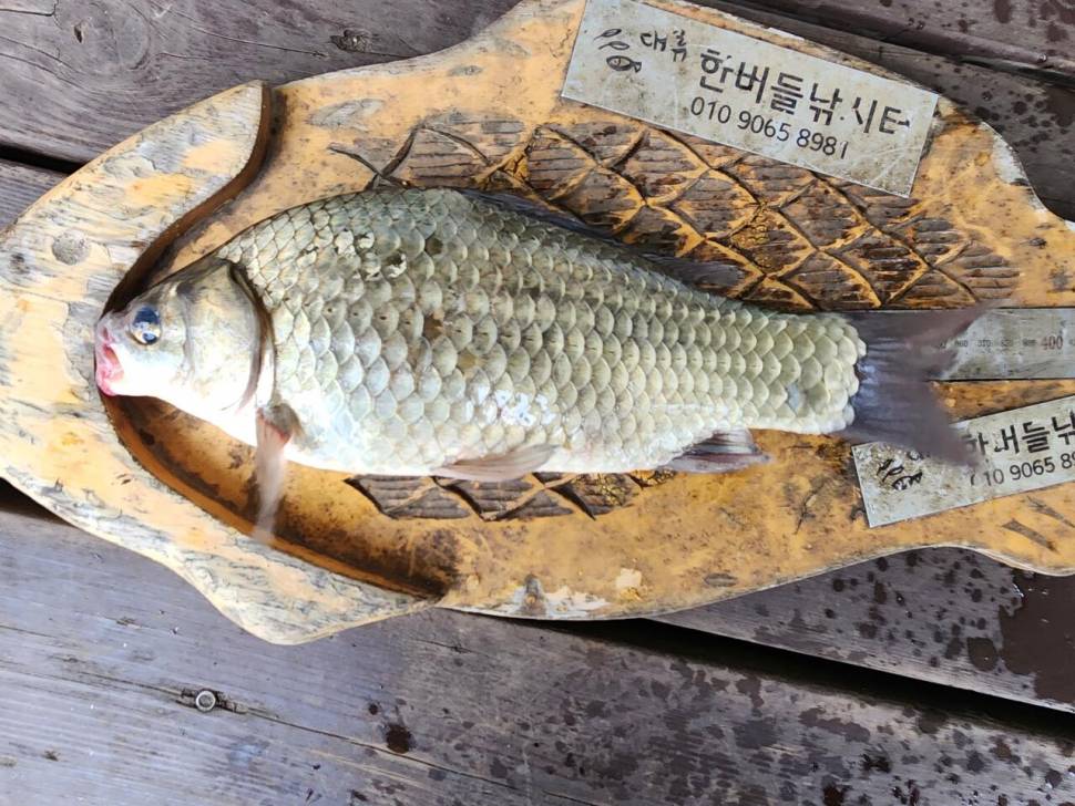 청풍 한버들 허릿급 조황입니다 (조황조행기 - 충주호조황속보)