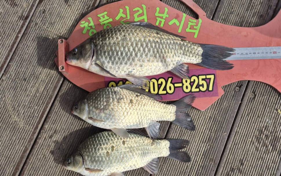 청풍신리낚시터 조황입니다 (조황조행기 - 충주호조황속보)
