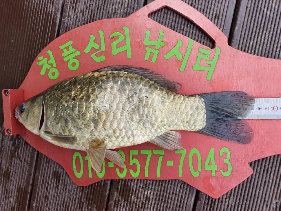 청풍신리낚시터 44cm41cm외 허리급 조황입니다 (조황조행기 - 충주호조황속보)