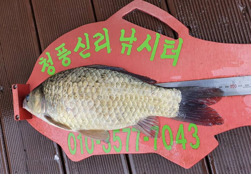 청풍신리낚시터 45cm허리급4수 조황입니다 (조황조행기 - 충주호조황속보)