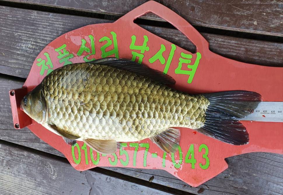 청풍신리낚시터 43cm415cm 4짜4짜 허리급 5수 조황입니다 (조황조행기 - 충주호조황속보)