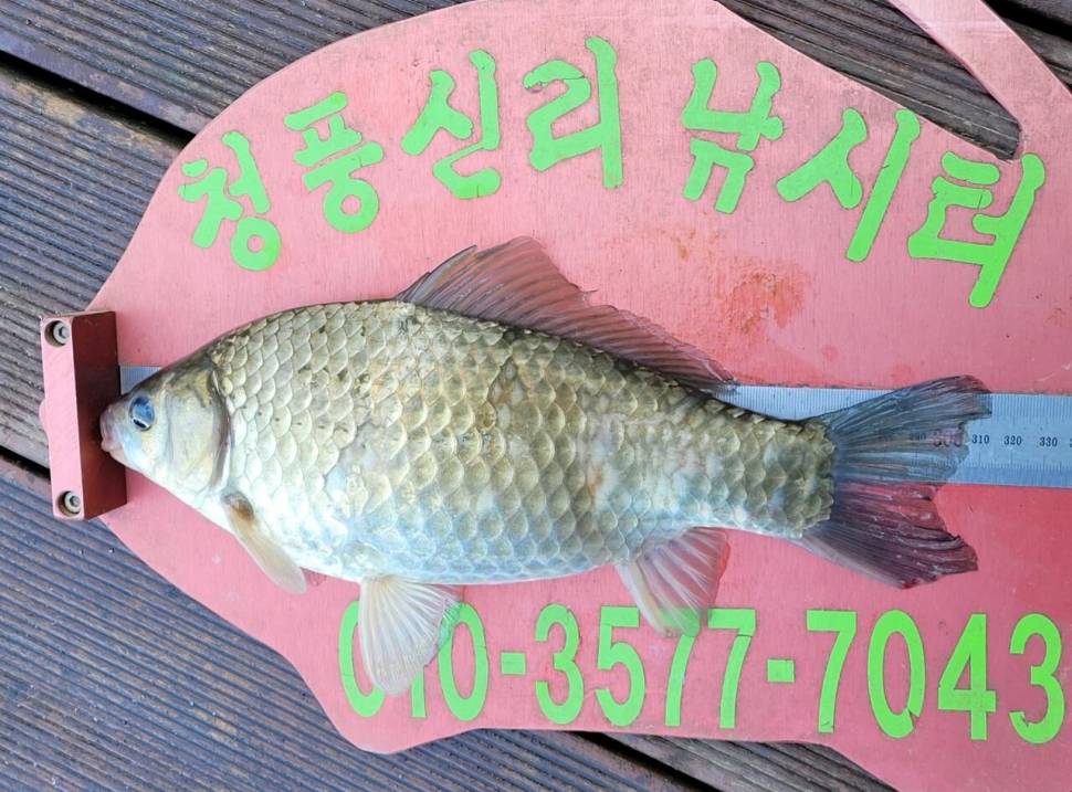 청풍신리낚시터 허리급조황입니다 (조황조행기 - 충주호조황속보)
