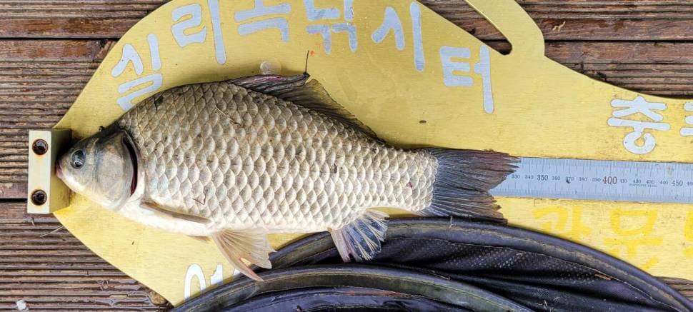 실리곡낚시터 허리급 조황입니다 (조황조행기 - 충주호조황속보)
