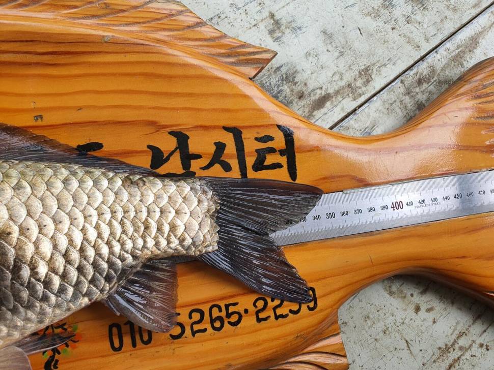 사오단돈 조항올려봅니다 (조황조행기 - 충주호조황속보)